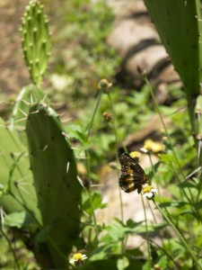 Butterfly in the cactus section of the Botanical Garden